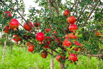 Ripe pomegranate fruits on the tree in garden. Pomegranate tree plantation in season picking