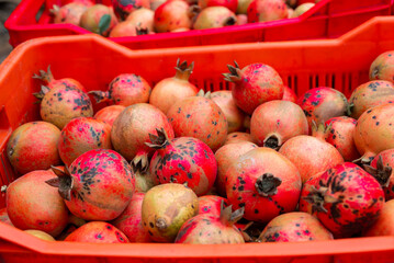 Ripe pomegranate fruits on the tree in garden. Pomegranate tree plantation in season picking