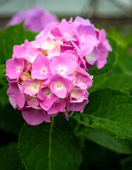 Close-up of pink hydrangea blossoms