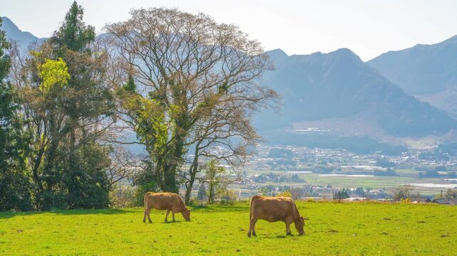 The view of Mt. Aso in Kumamoto 