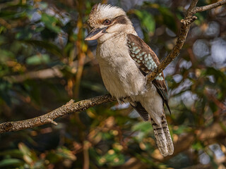 Kookaburra Leans Forward On Branch