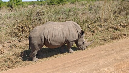 Fototapeta premium Nairobi National Park, Nairobi, Kenya