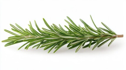 Fototapeta premium Close-up of a fresh green rosemary herb sprig isolated on a white background showing needle-like leaves