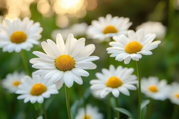 Fototapeta premium Close-up of vibrant white daisies with yellow centers in a sunlit green garden, capturing a fresh and serene natural scene