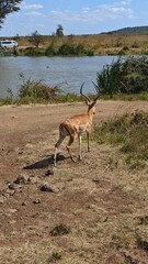 Nairobi National Park, Nairobi, Kenya