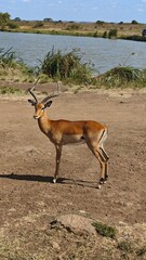 Nairobi National Park, Nairobi, Kenya