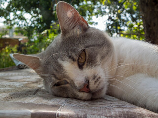 Cute cat resting peacefully in summer garden.