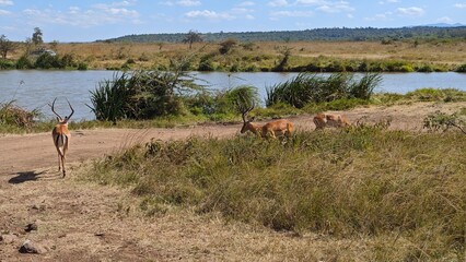 Naklejka premium Nairobi National Park, Nairobi, Kenya