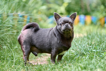 Chihuahua stands confidently on green grass, amid vivid foliage, under soft light. Neutral expression suggests curiosity vibrant colors enhance natural serenity and charm