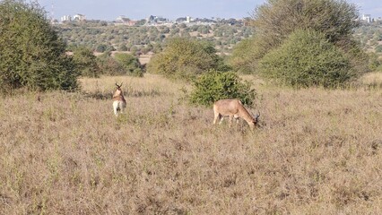 Nairobi National Park, Nairobi, Kenya
