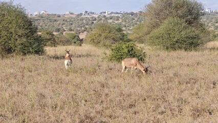 Nairobi National Park, Nairobi, Kenya