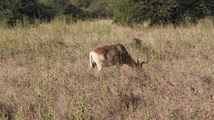 Nairobi National Park, Nairobi, Kenya