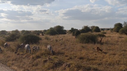 Naklejka premium Nairobi National Park, Nairobi, Kenya