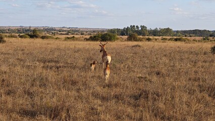 Nairobi National Park, Nairobi, Kenya