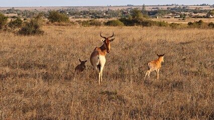 Nairobi National Park, Nairobi, Kenya