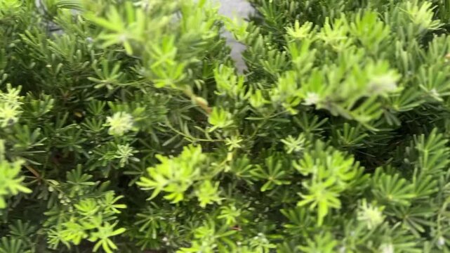 Close-up of Podocarpus macrophyllus with dense needle-like leaves and tiny flowers.
