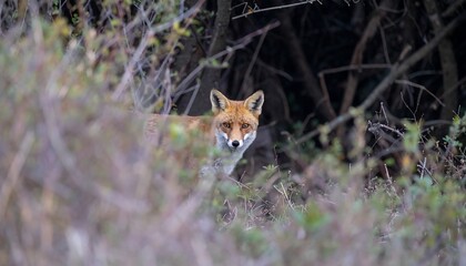Obraz premium Red fox peeking from behind foliage