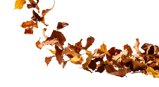 A scattering of autumn leaves on black background    .ai generative, transparent background, white background. isolated on white background, png, jpeg, jpg. - Powered by Adobe
