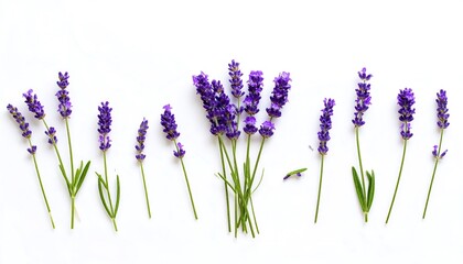 Naklejka premium Lavender sprigs arranged on a white background