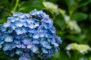 青い紫陽花