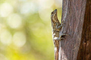 Close-up of a female black iguana or black carob tree iguana (Ctenosaura similis) in an alert...
