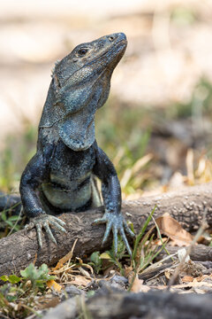 Close-up of a black iguana or black locust bean   (Ctenosaura similis) in an alert position in Costa Rica