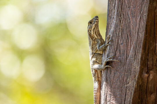Close-up of a female black iguana or black carob tree iguana (Ctenosaura similis) in an alert position in Costa Rica.