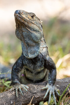 Close-up of a black iguana or black locust bean   (Ctenosaura similis) in an alert position in Costa Rica