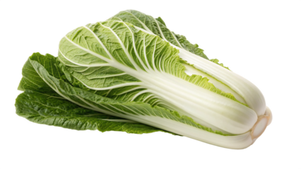Fresh napa cabbage, a healthy and versatile ingredient, isolated on transparent background, perfect for culinary and nutritional content