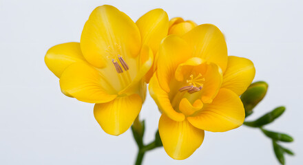 Obraz premium Bright Yellow Petals of Freesia Against White Backdrop