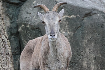スーチョワンバーラル