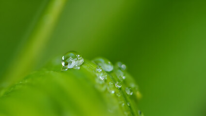Macro close up of sparkling water droplets clinging to a vibrant green leaf showcasing the intricate details of nature after a gentle rain or morning dew