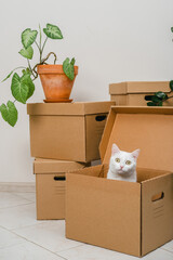 Cute white cat sitting inside a box among moving boxes in new home. Relocation. The concept of moving. Packing things in boxes. Moving to a new apartment with a pet