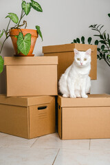 Cute white cat sitting on a box among moving boxes in new home. Relocation. The concept of moving. Packing things in boxes. Moving to a new apartment with a pet