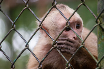 A curious monkey sits behind a fence, covering its mouth, in Tolima, Colombia, showcasing wildlife and nature.