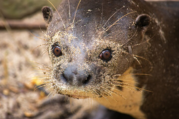A close-up of a wild otter featuring sandy fur, showcasing the wildlife recovery efforts in Tolima,...