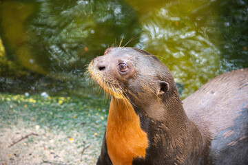 A close-up of an otter in Tolima, Colombia, showcasing wildlife recovery efforts in nature. The...