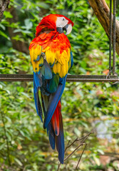 A vibrant scarlet macaw perched amidst lush greenery, showcasing its stunning colors in a wildlife recovery setting in Tolima, Colombia.