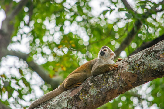 A squirrel monkey lounging on a tree branch in Tolima, Colombia, showcasing wildlife recovery in a lush natural environment.