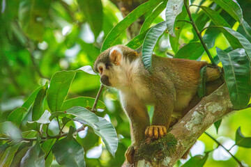 Fototapeta premium A squirrel monkey perched on a tree branch, surrounded by vibrant green leaves in Tolima, Colombia, showcasing wildlife recovery efforts.