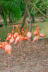 A vibrant group of flamingos standing by a tranquil pond in Tolima, Colombia, showcasing wildlife...