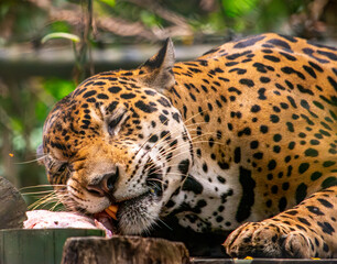 A close-up of a sleeping jaguar in lush greenery, showcasing its beautiful coat and peaceful...