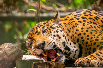 A majestic jaguar feasting on its meal in a lush, green environment, symbolizing wildlife recovery...