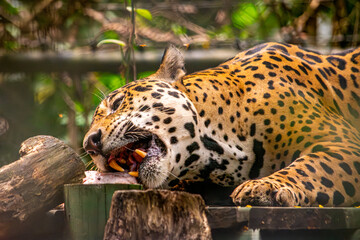A jaguar enjoying a meal in a wildlife recovery center in Tolima, Colombia, showcasing the...