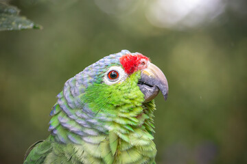A vibrant parrot featuring green feathers and a red crown, highlighting wildlife recovery efforts in Tolima, Colombia.