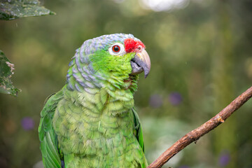 A vibrant parrot perched on a branch in a wildlife recovery center in Tolima, Colombia, showcasing nature's beauty and biodiversity.