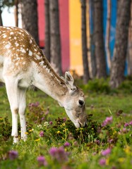Deer grazing in colorful forest