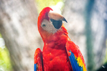 A vibrant scarlet macaw with bright red feathers, showcasing its unique beak against a blurred natural background.