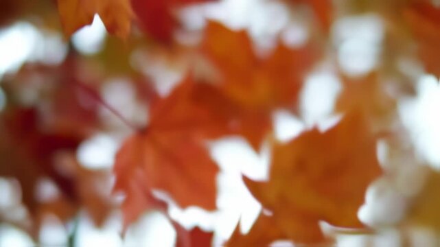 Dynamic Autumn Foliage: Brilliant Red Maple Leaf Gently Swaying in Soft Sunlight Amidst Golden Hues and Bokeh