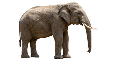 Obraz premium Isolated african elephant wildlife animal nature safari mammal tusks trunk gray skin africa zoo large wild 100 isolated on transparent white background